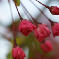 pink flowers