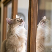 神戸　猫カフェ