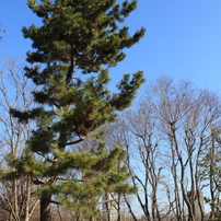 ２月の石神井公園