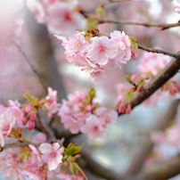 河津桜