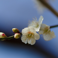 石神井公園　梅