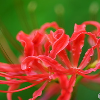 四季の花　秋