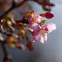 春を探して　河津桜　Ⅳ