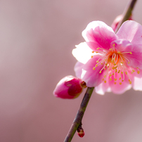 UME blossoms 2016