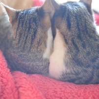 猫目猫科