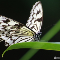 ♥︎◇近くも遠くもOK♪ ◇SIGMA 28-300mm PENTAX ◇美品 ♥︎◇近くも遠くもOK♪ ◇SIGMA 28-300mm PENTAX ◇美品
