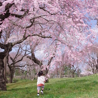 ムスメ桜の中へ・・・