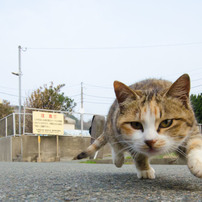 ダッシュだニャ！