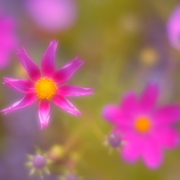 ☆花まつり☆