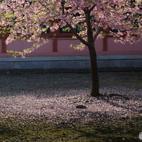 桜情景