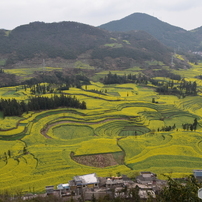 中国雲南省羅平の菜の花畑