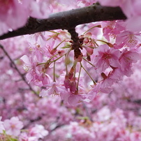 河津桜2016