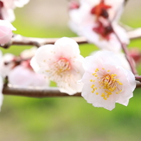 梅・開花！ ～ 春は近い ～ 10