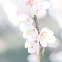 春の太陽に照らされて ～ 春は近い ～ 35
