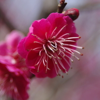 SIGMA(シグマ)のレンズ MINI ZOOM MACRO 28-80mm F3.5-5.6 ASPHERICAL