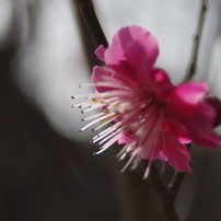 SIGMA(シグマ)のレンズ MINI ZOOM MACRO 28-80mm F3.5-5.6 ASPHERICAL