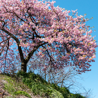 河南大橋の一本河津桜その６