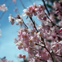桜の季節