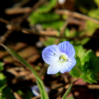 春の野の花