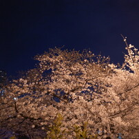 SAKURA 2010