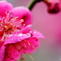 四季の花　春