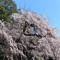 桜２０１６