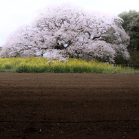 blossom　櫻