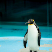 NIKON(ニコン)のレンズ Ai Nikkor 135mm F2.8S で撮影した写真(画像