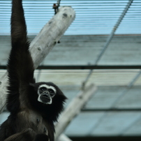 NIKON(ニコン)のレンズ Ai Nikkor 135mm F2.8S で撮影した写真(画像