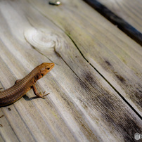 2016  小さな生き物