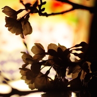 2016年の桜を振り返る