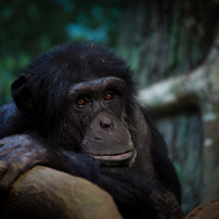 チンパンジーの写真 画像 写真集 写真共有サイト Photohito