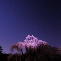 滝桜　月光撮影