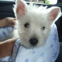 PENTAX(ペンタックス)のデジタルカメラOptio S60 で撮影した写真(画像