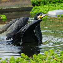 野鳥を探して　Ⅴ