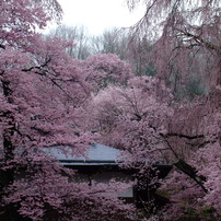 光前寺盛桜