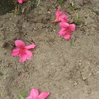 花をちぎってみたけれど