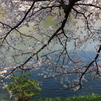 千鳥が淵の桜