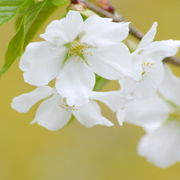 王道_桜を撮る5