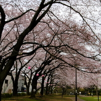 花畑公園の桜