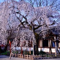 平野神社の魁桜2