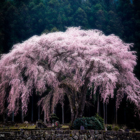 春の光