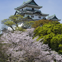 Cherry Blossoms in Wakayama Castle 2016