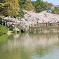 桜満開日