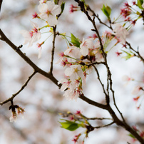 TAMRON(タムロン)のレンズ SP AF 28-75mm F/2.8 XR Di LD Aspherical