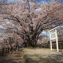 甚六桜①