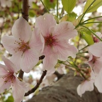 桜(2016)