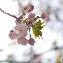 桜の通り抜け　桜