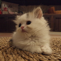 子猫