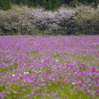 春の原風景